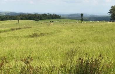 Fazenda para venda em Riversul